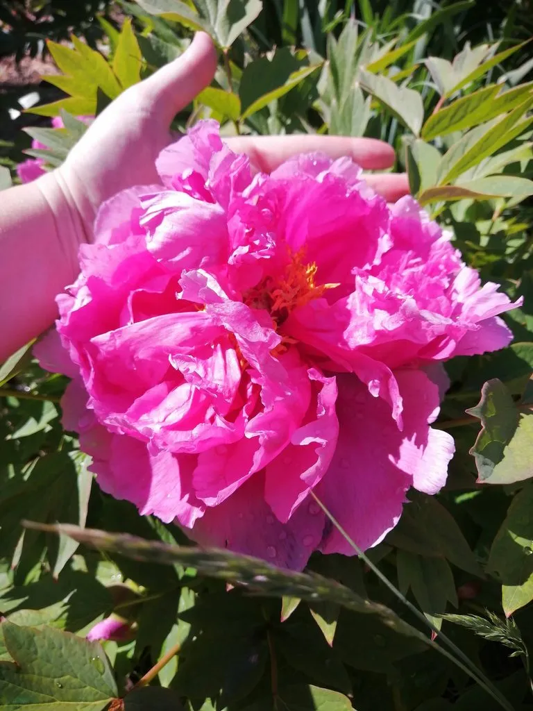 Чайная беседка