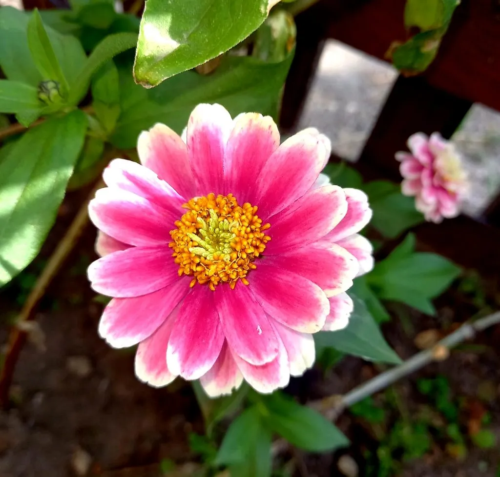 Чайная беседка