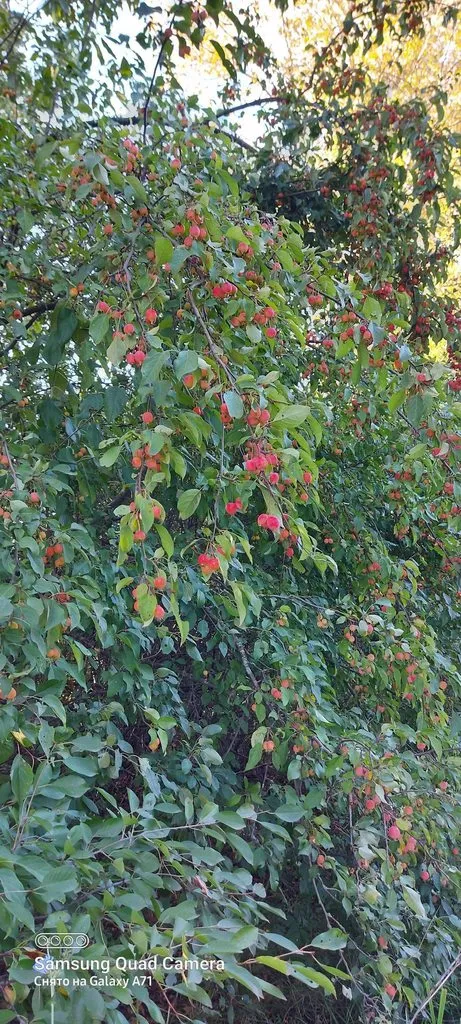 Чайная беседка