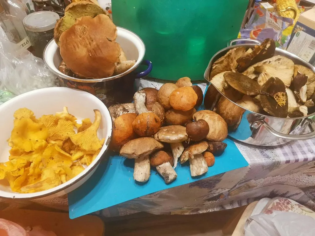 По грибы с лукошком