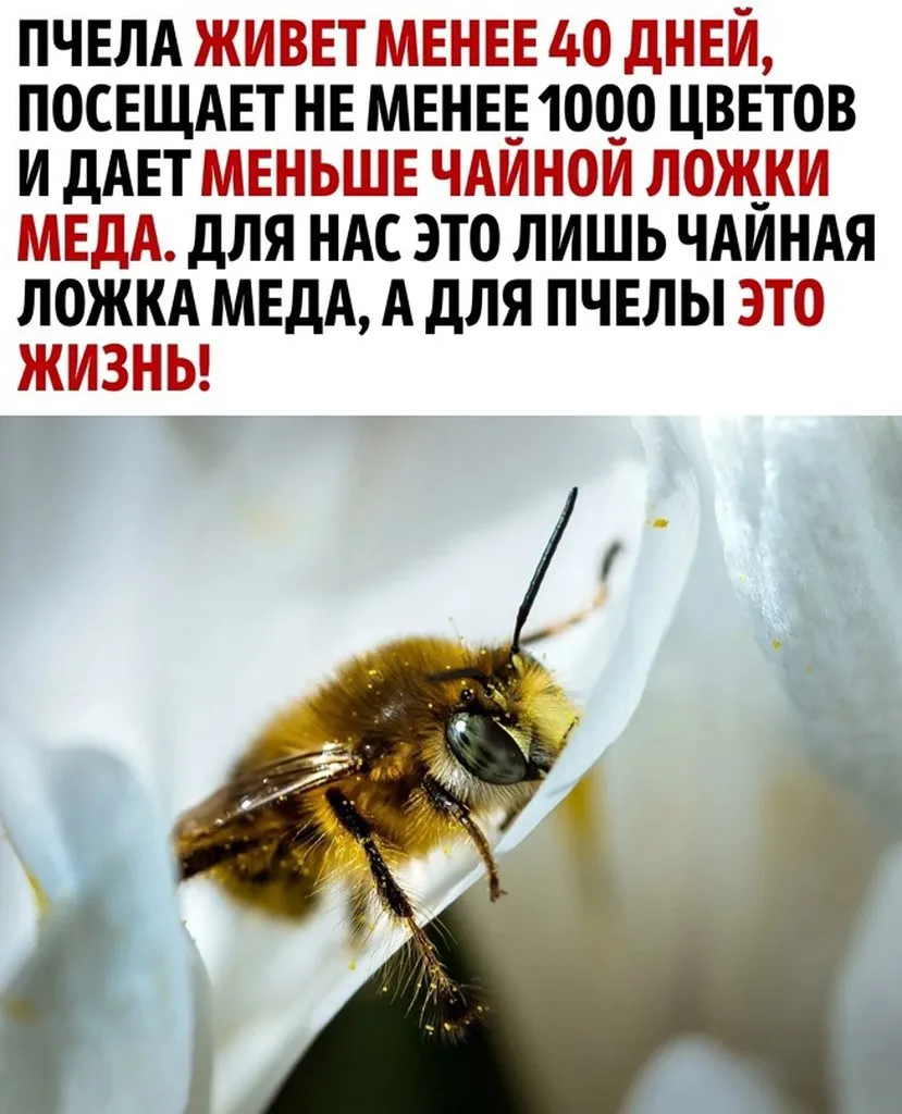 Пчёлки очень любят мёд