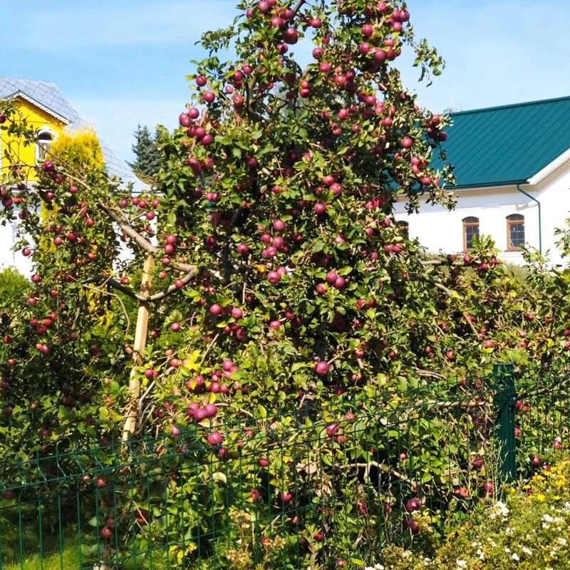 Чайная беседка
