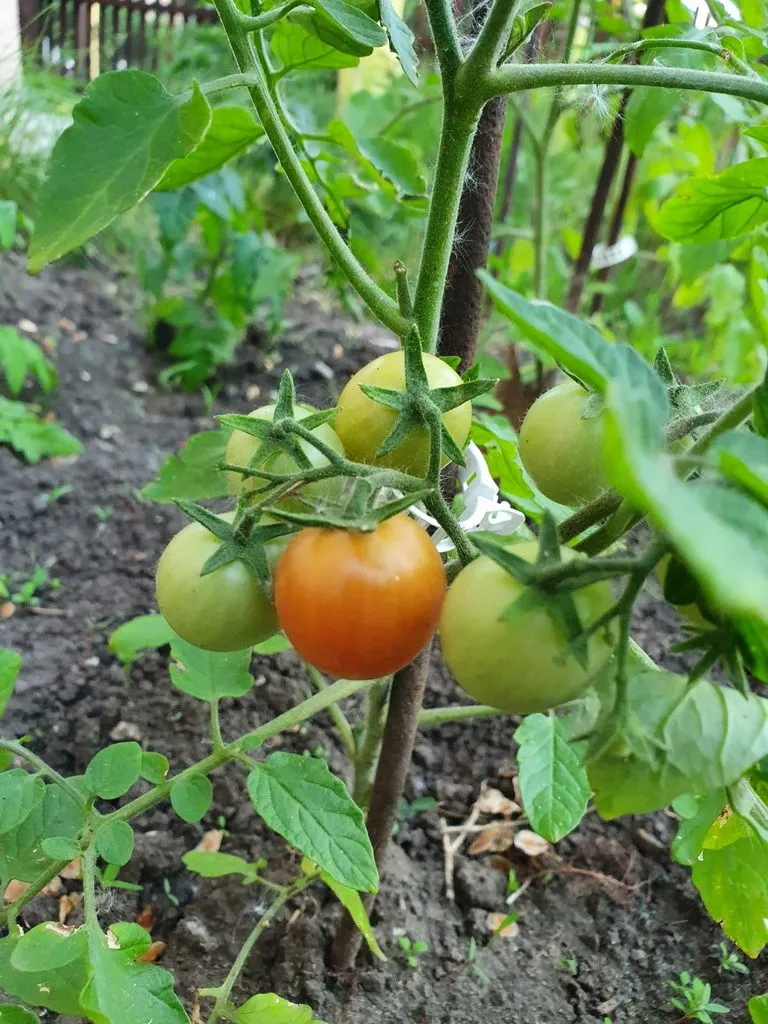 Чайная беседка