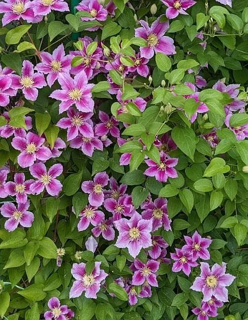 Флора