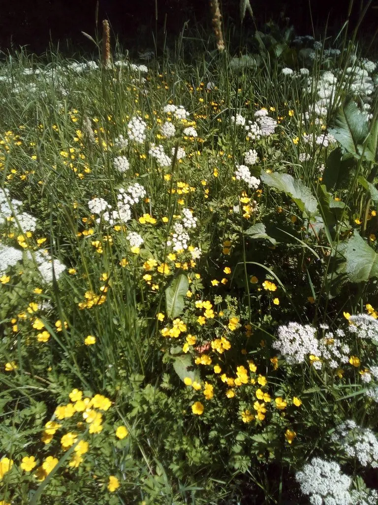 Чайная беседка