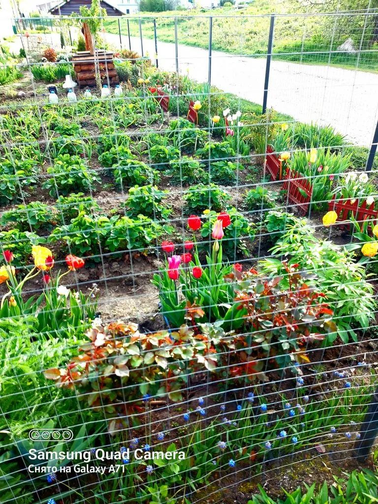 Чайная беседка