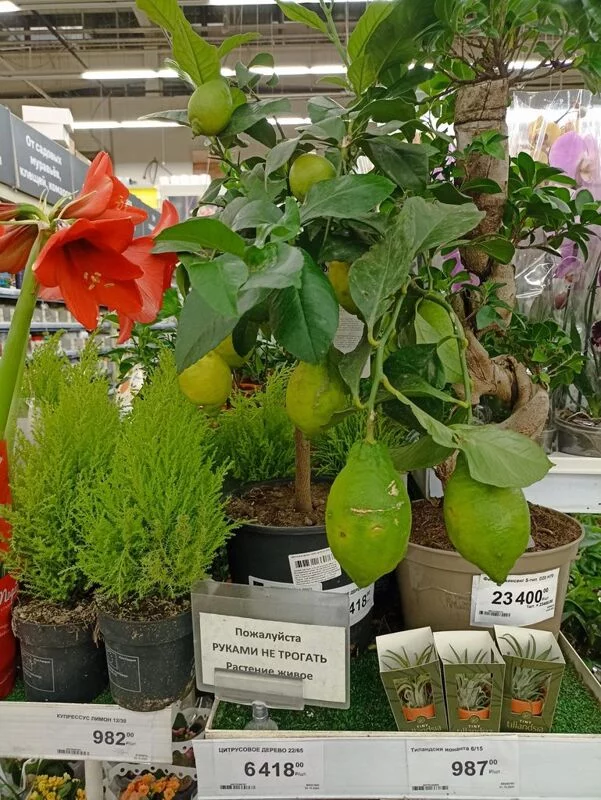 Флора