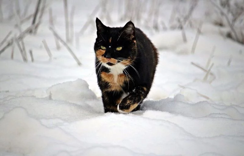 Рассказы для души