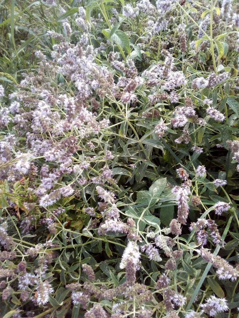 Чайная беседка