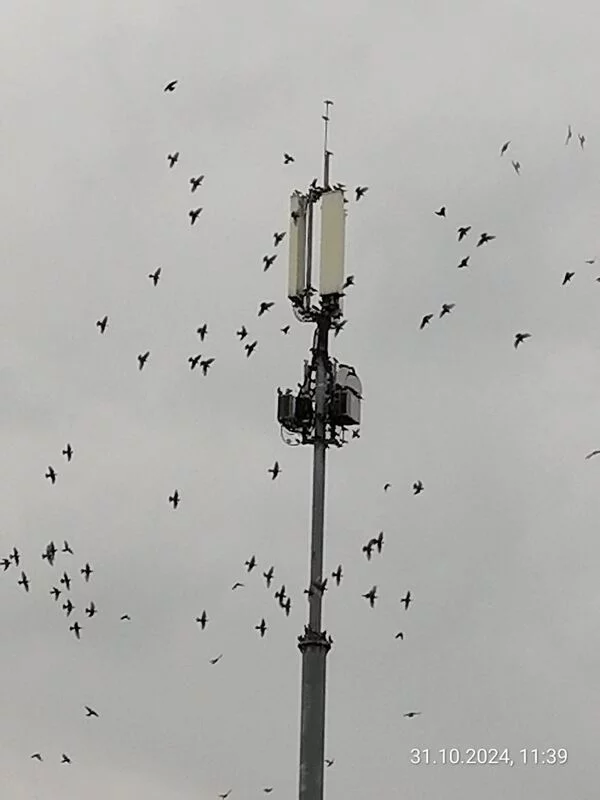 Чайная беседка