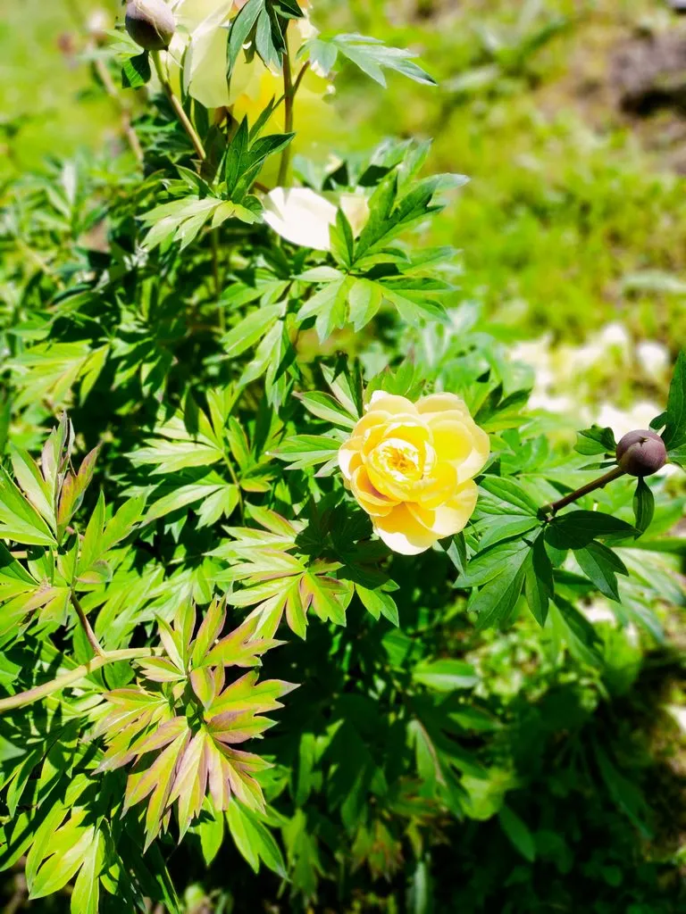 Чайная беседка