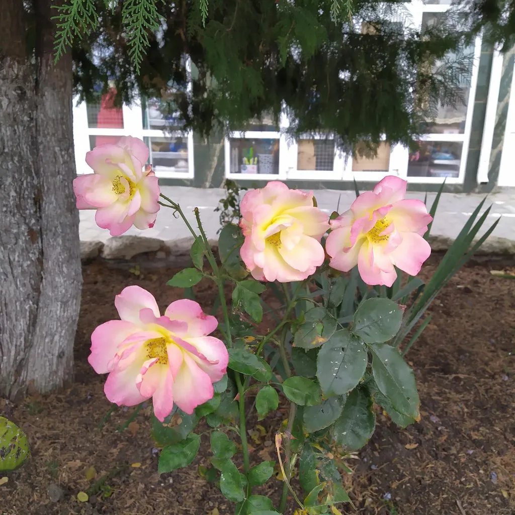 Чайная беседка