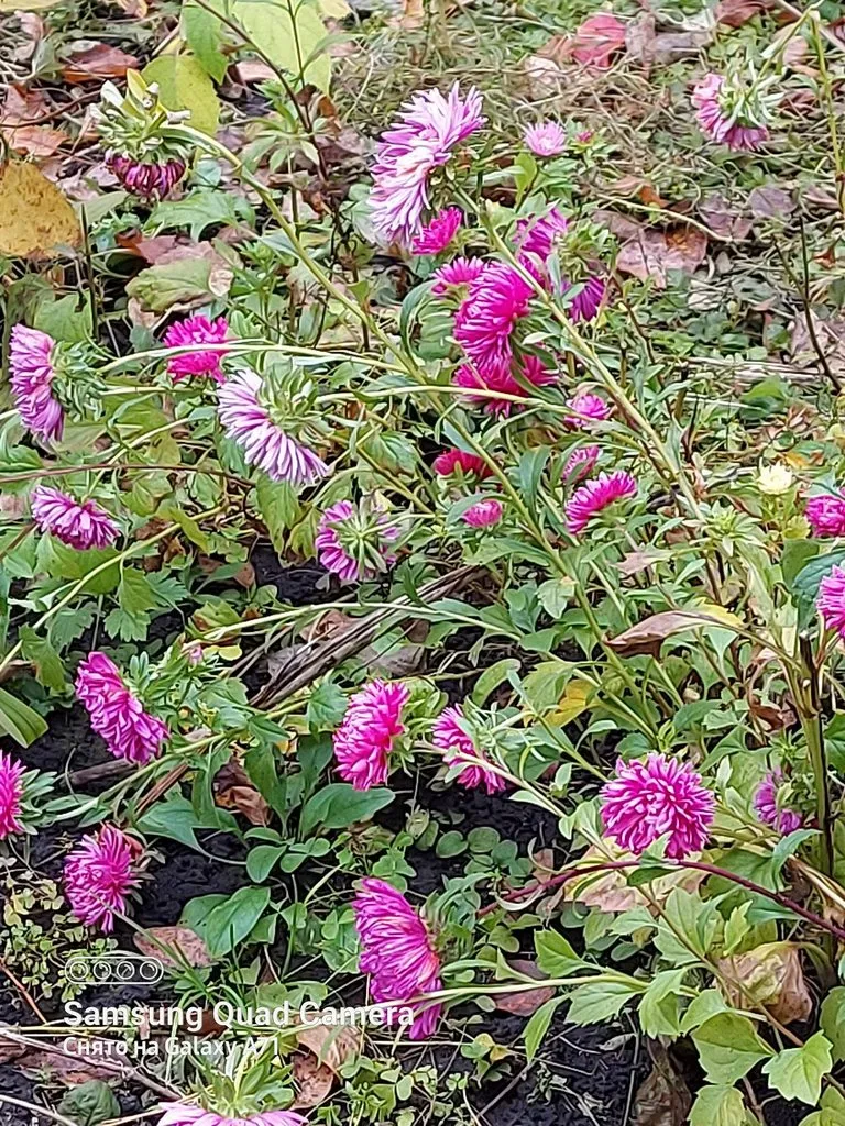 Tapтaлeтки & Ко