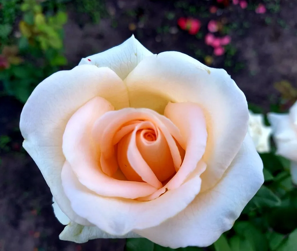 Чайная беседка