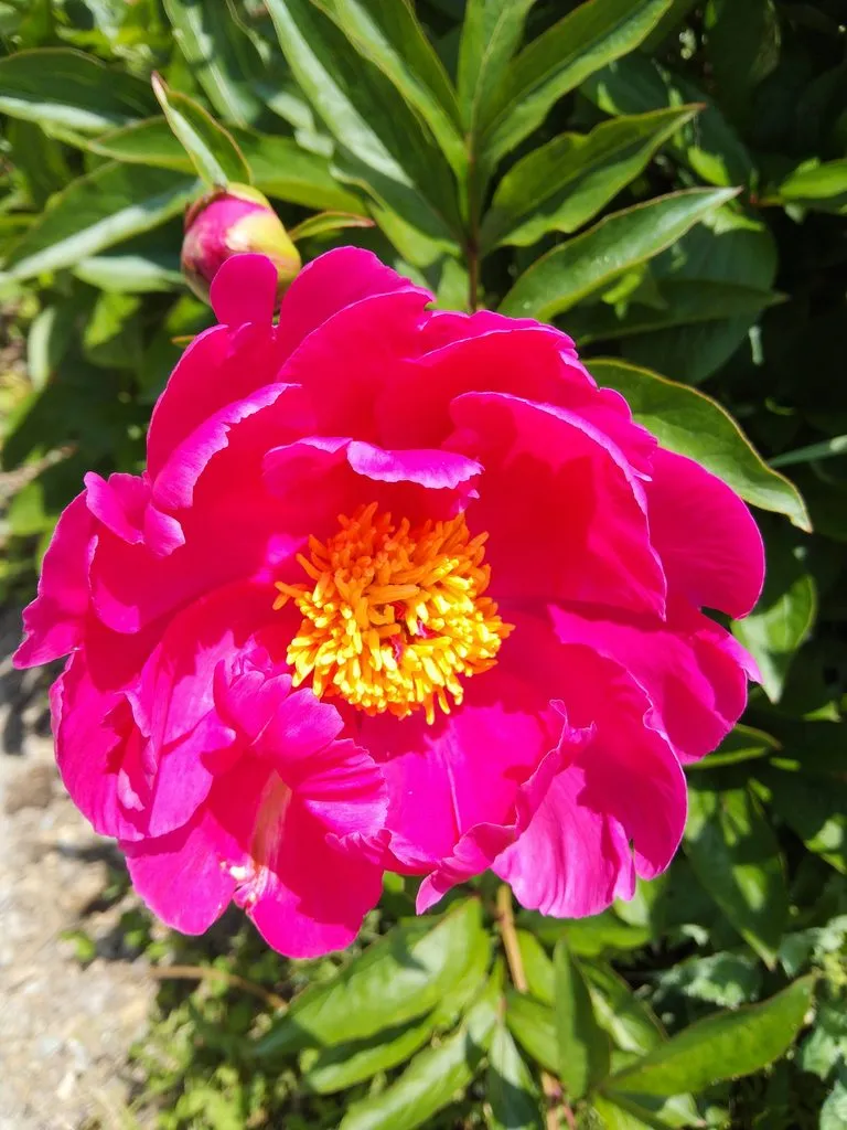 Чайная беседка