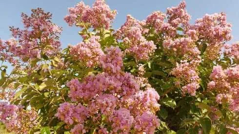 Чайная беседка