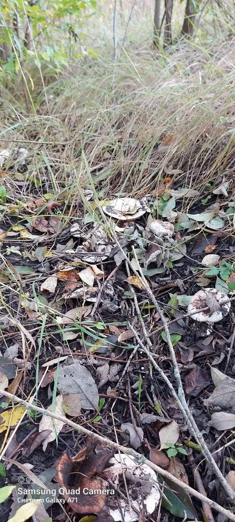 Чайная беседка