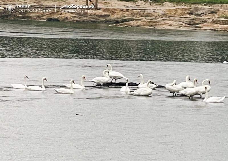 Чайная беседка