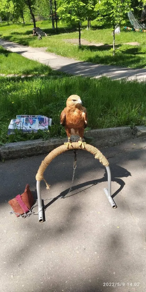 Tapтaлeтки & Ко