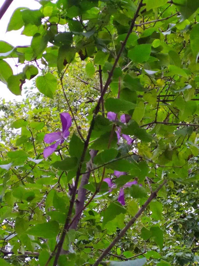 Флора