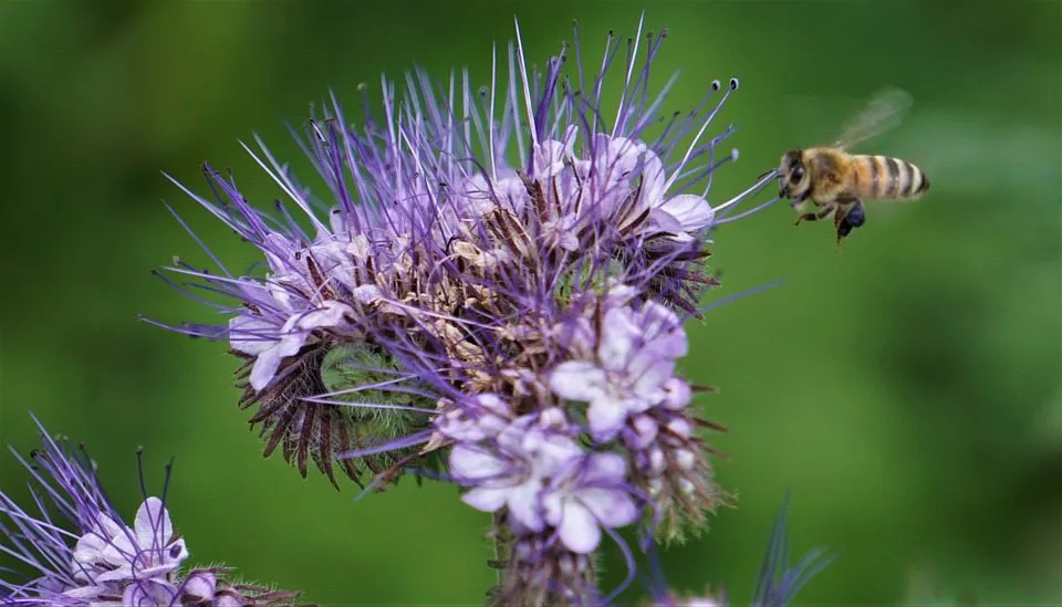 Возможная роль прополиса в профилактике и лечении метаболических заболеваний