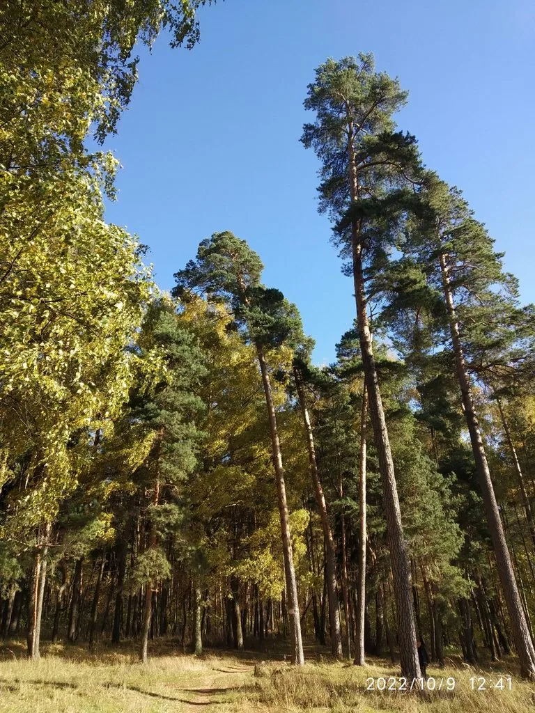 Флора