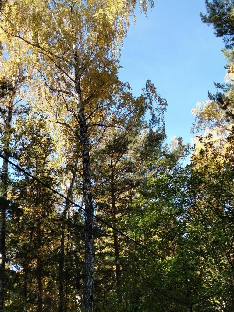 Чайная беседка