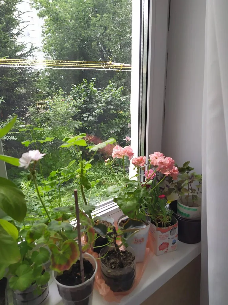 Чайная беседка