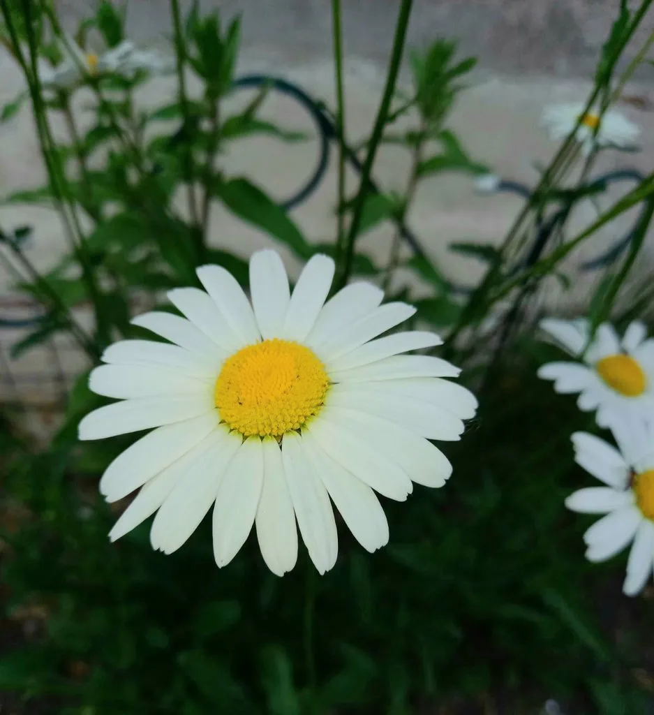 Чайная беседка