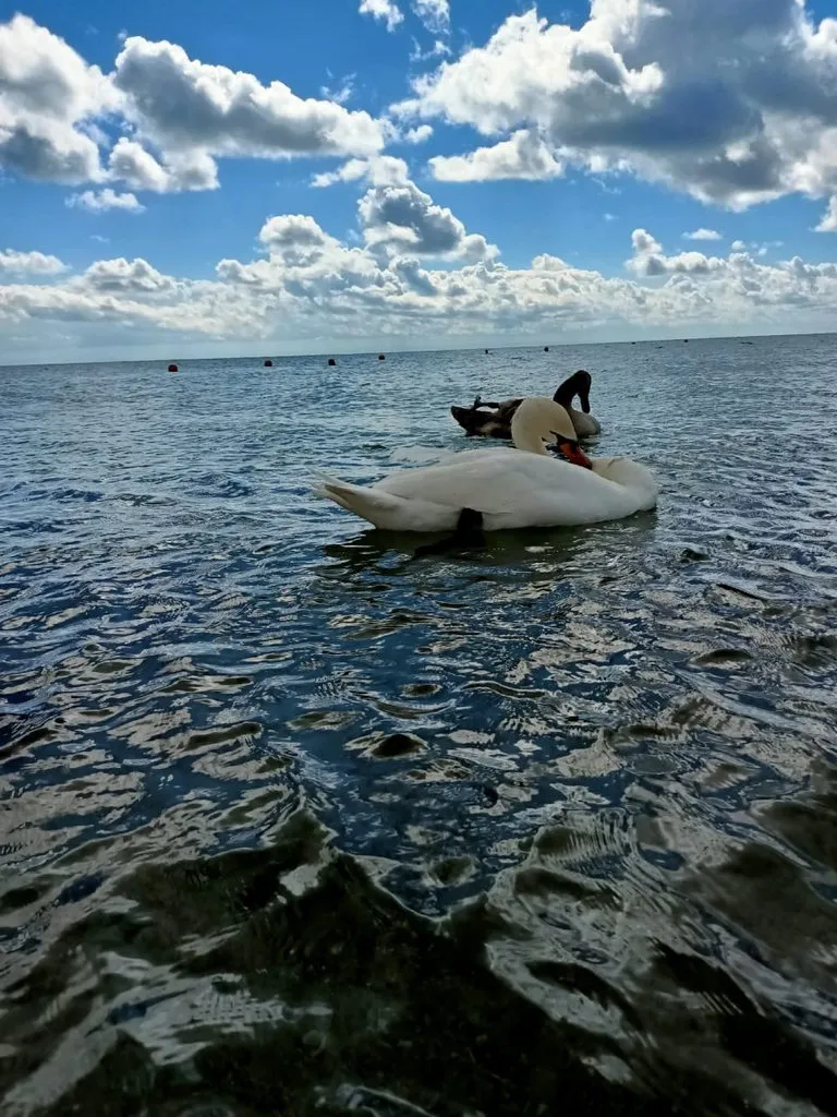 Чайная беседка