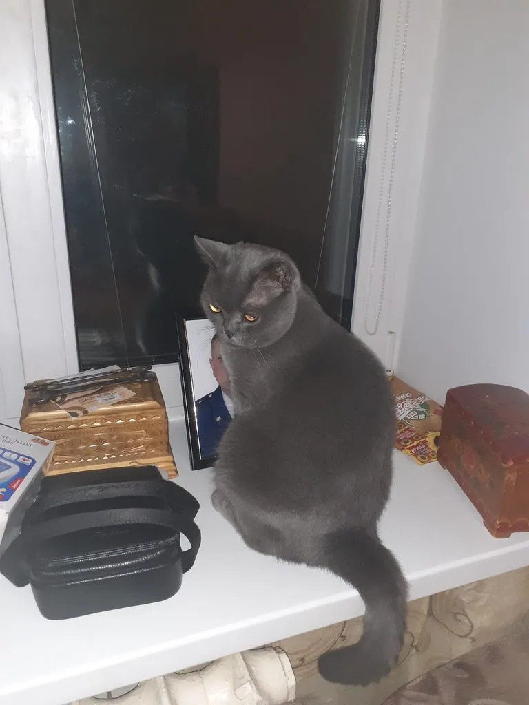 Tapтaлeтки & Ко