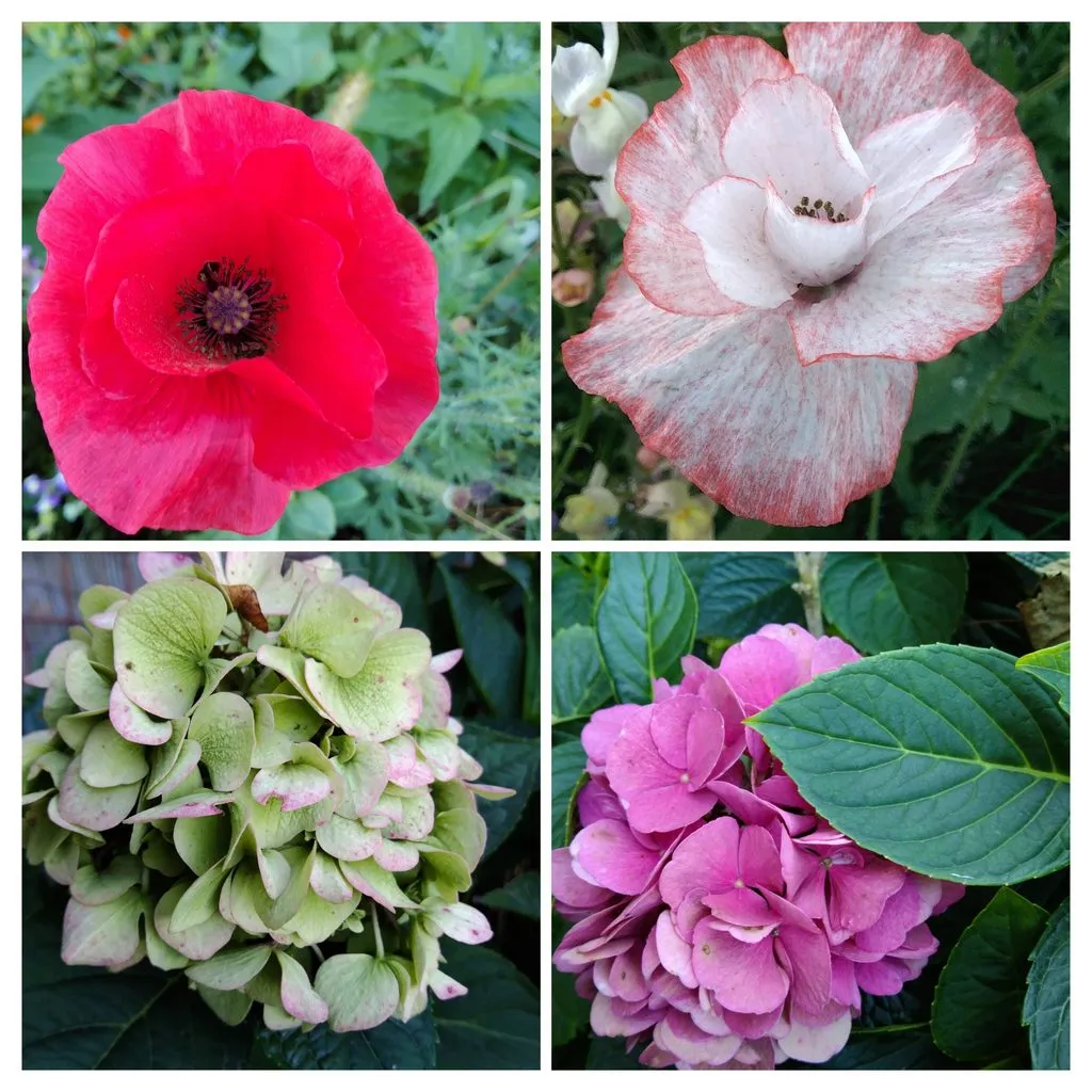 Чайная беседка