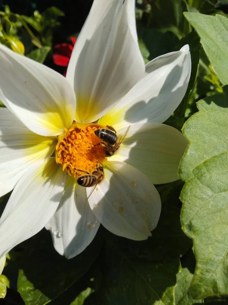 Чайная беседка