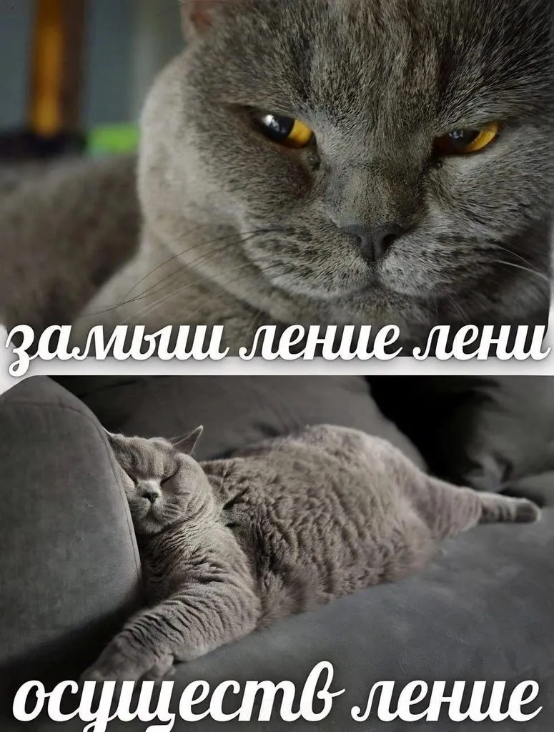Кошичкина полиция