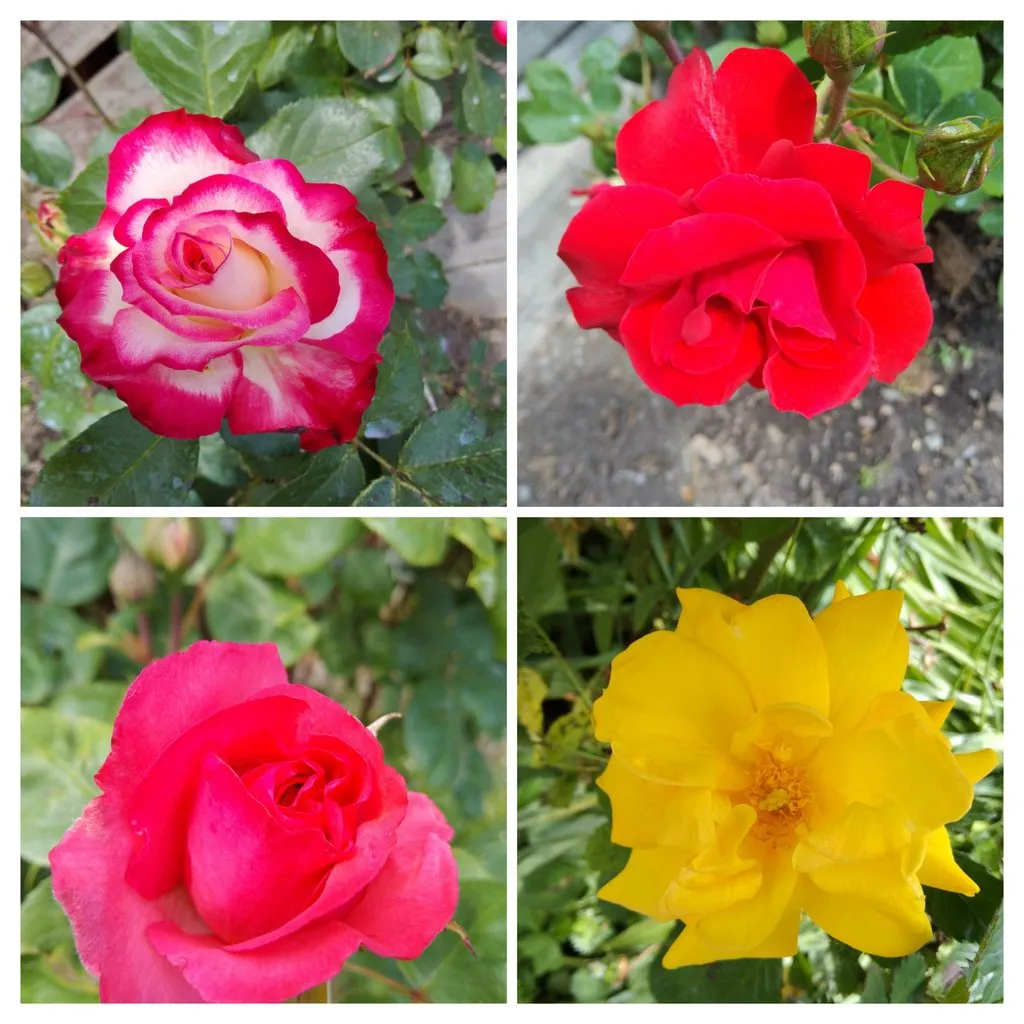 Чайная беседка