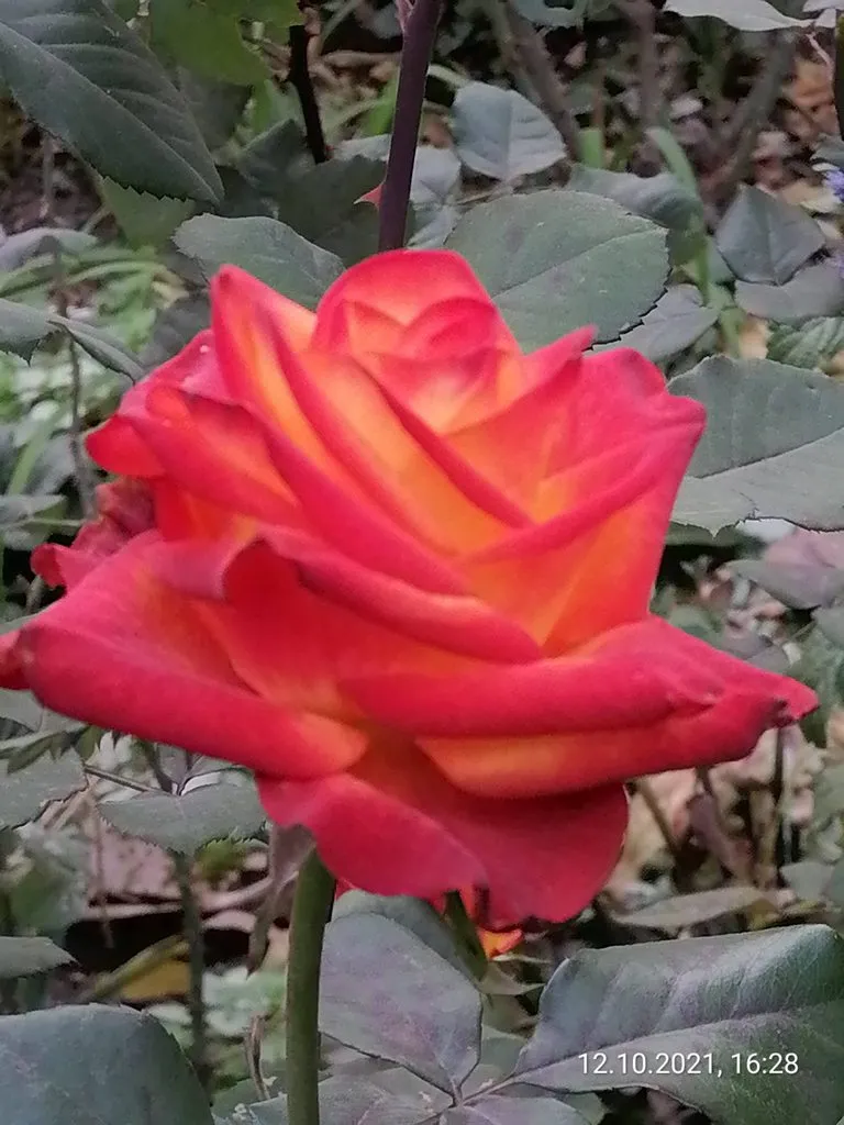 Чайная беседка