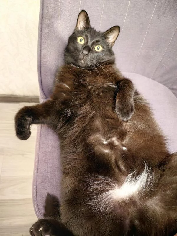 Tapтaлeтки & Ко