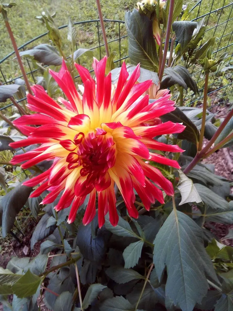 Чайная беседка