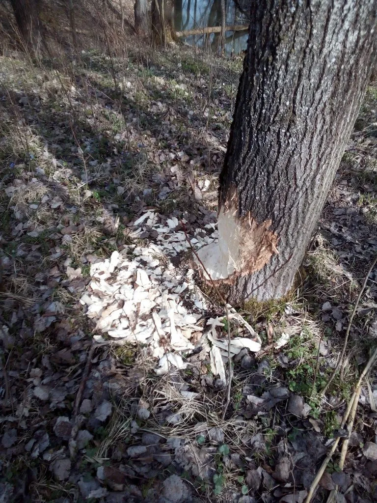 Tapтaлeтки & Ко