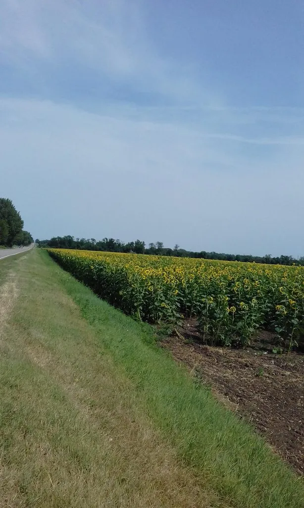 Tapтaлeтки & Ко