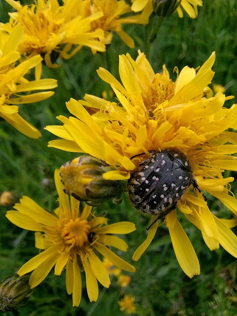 Чайная беседка