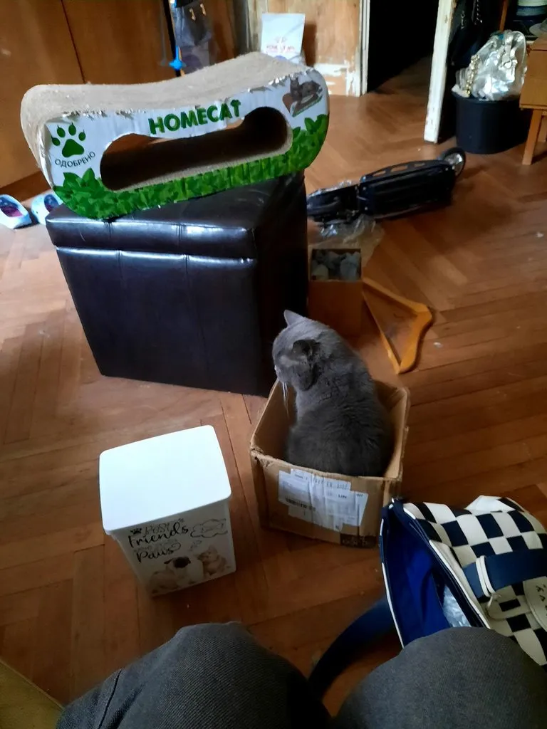 Самодельные игрушки для кошек и собак