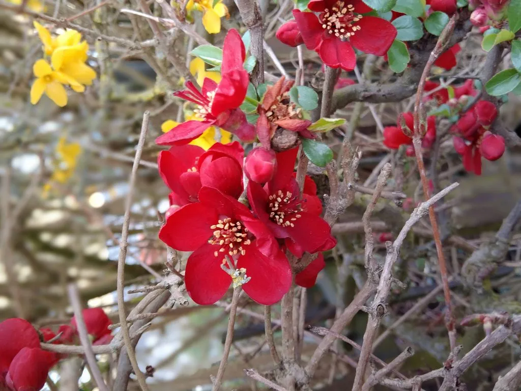 Чайная беседка