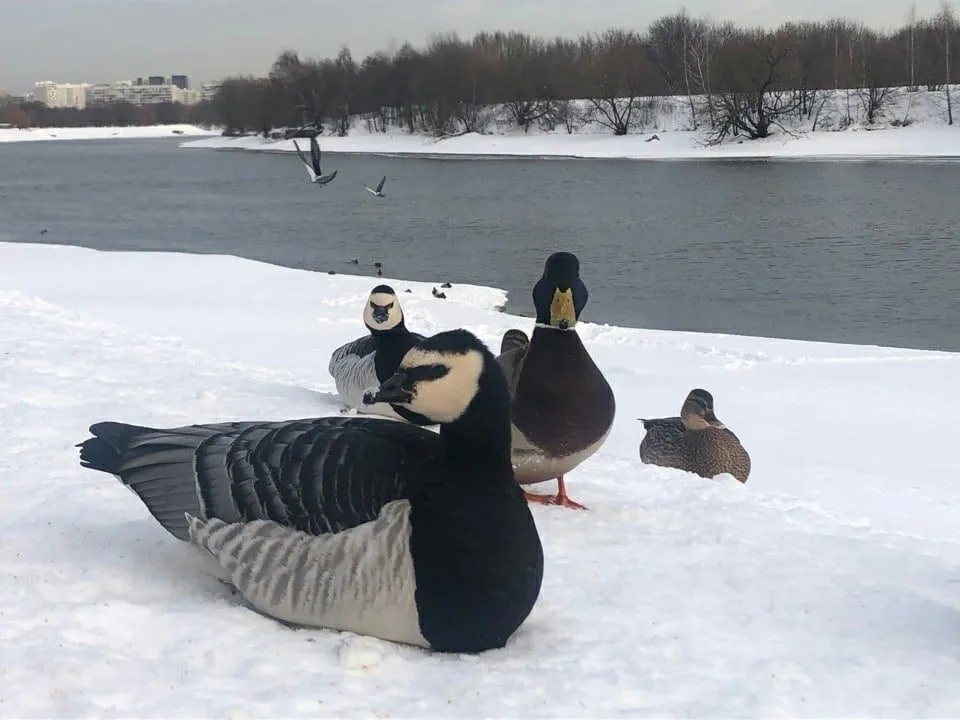 Коломенское
