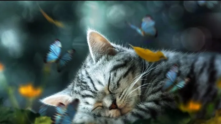 Кошичкина полиция