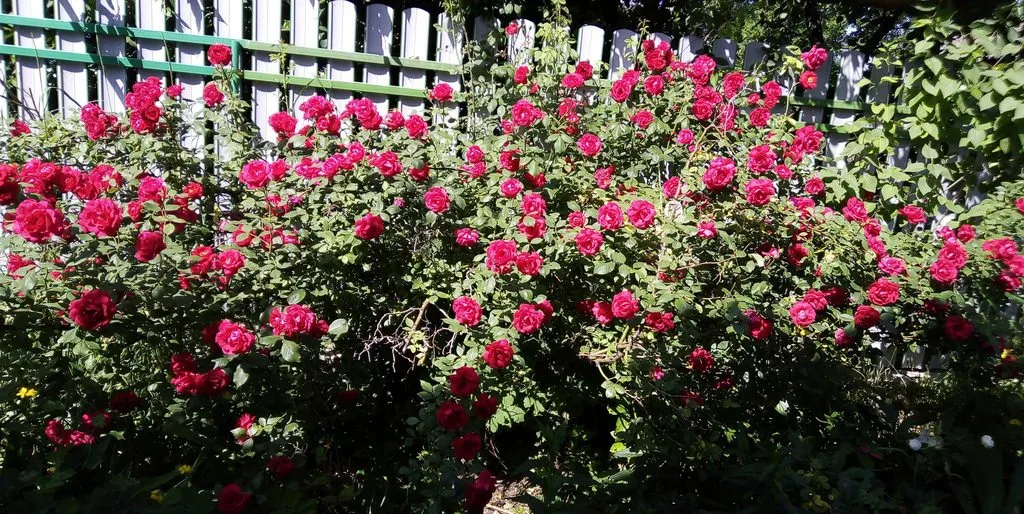 Чайная беседка