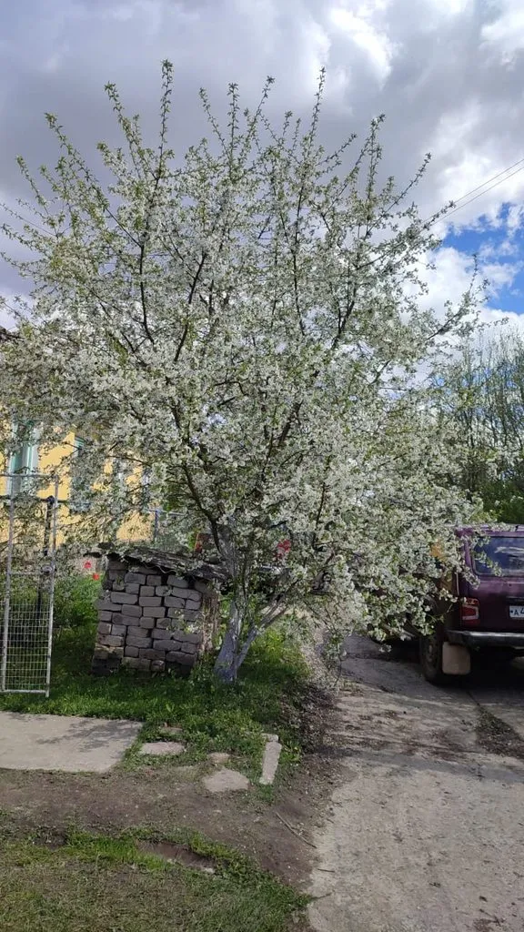 Чайная беседка