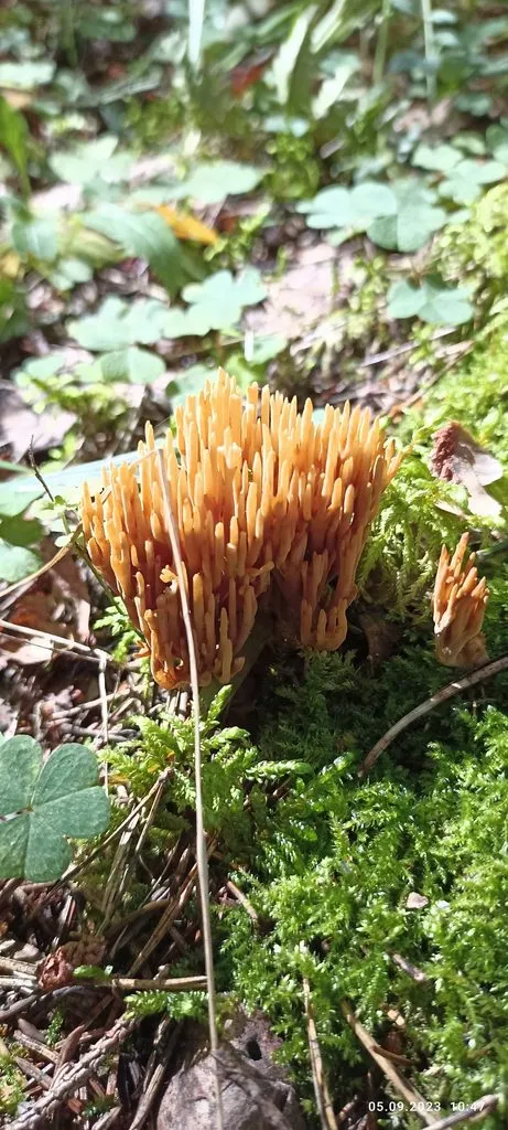 По грибы с лукошком