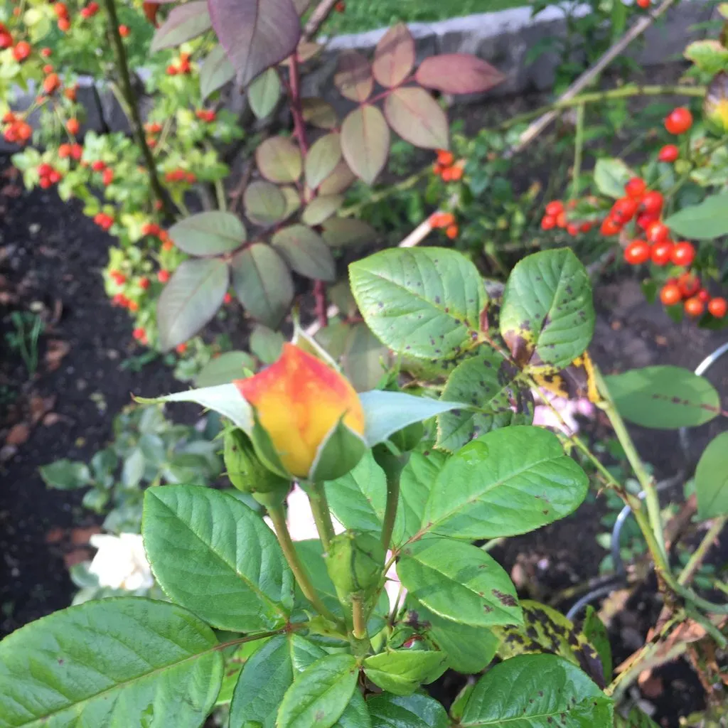 Чайная беседка