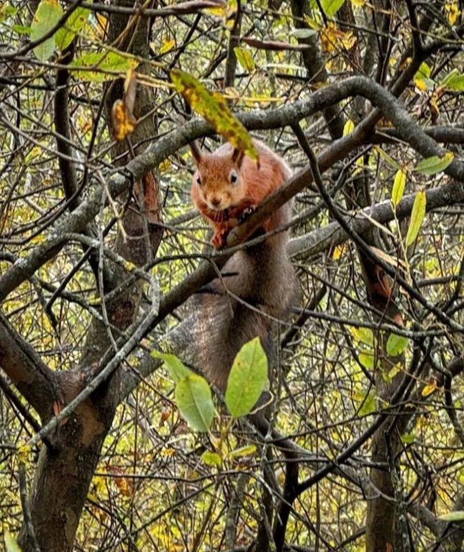 Коломенское